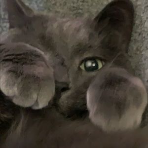 Meet your Posher, Justin